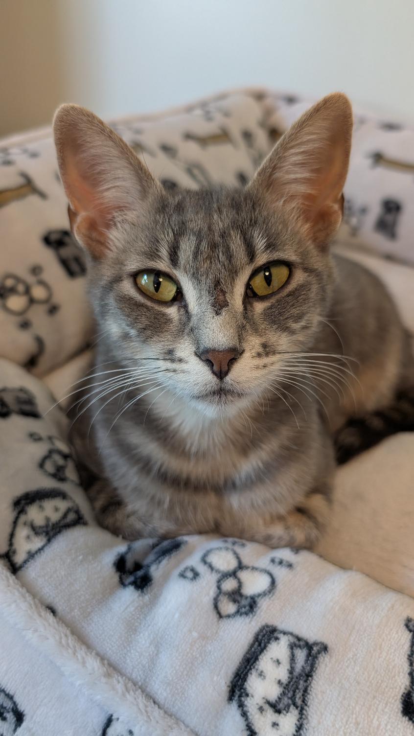 Gracie 2, a ADOPTABLE Domestic Short Hair in Joliet, IL image 1/4
