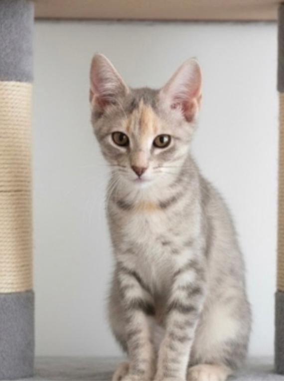 Enlarge Mochi, a Adopted mixed breed in Midwest City, OK image 1/1