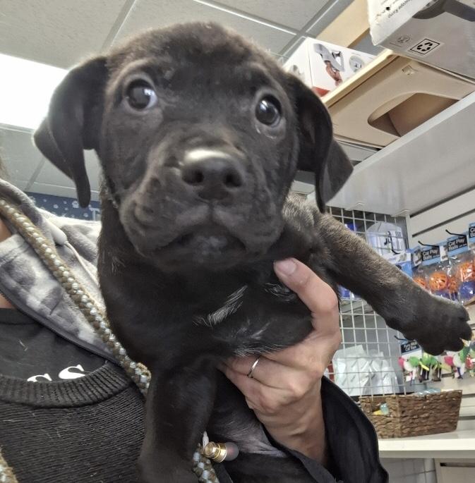 Ella, ADOPTABLE, Puppy Female Labrador Retriever.