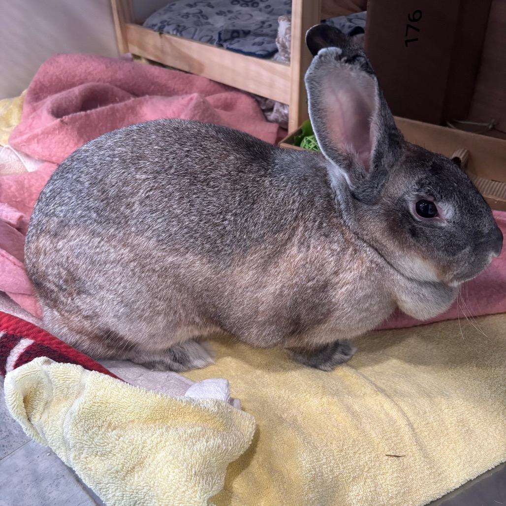 Articuno, Adoptable, Young Female Bunny Rabbit.