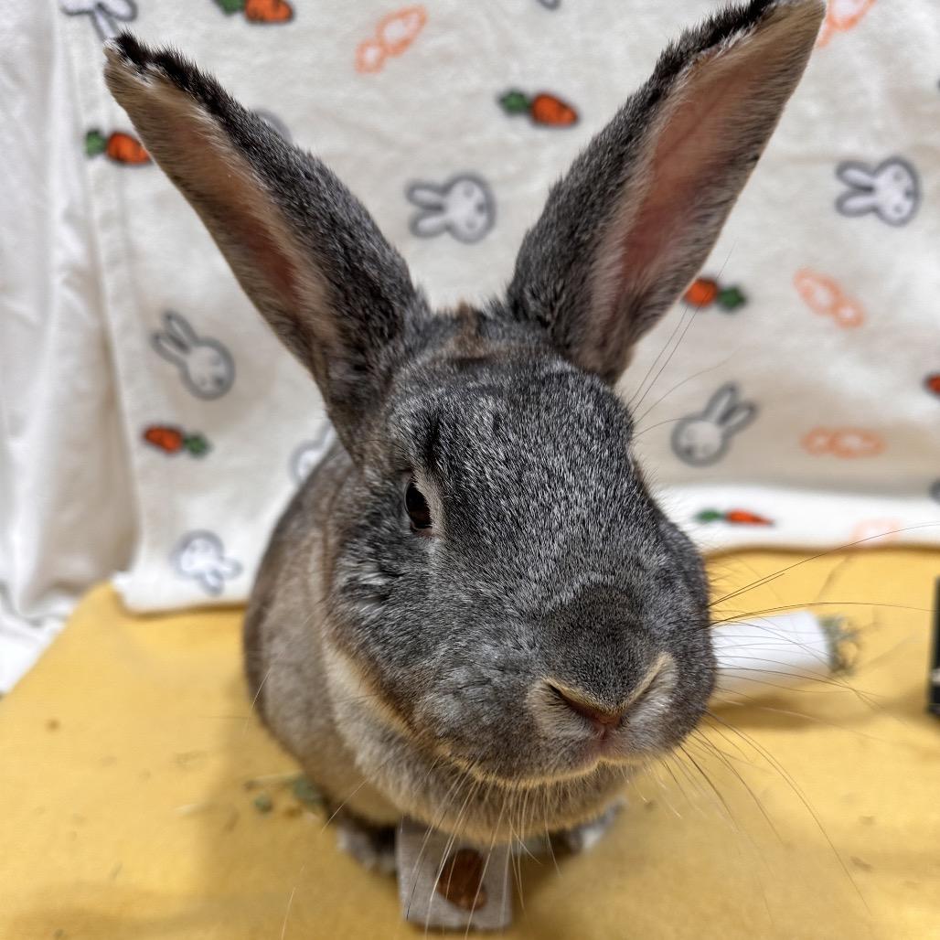 Articuno, Adoptable, Young Female Bunny Rabbit.