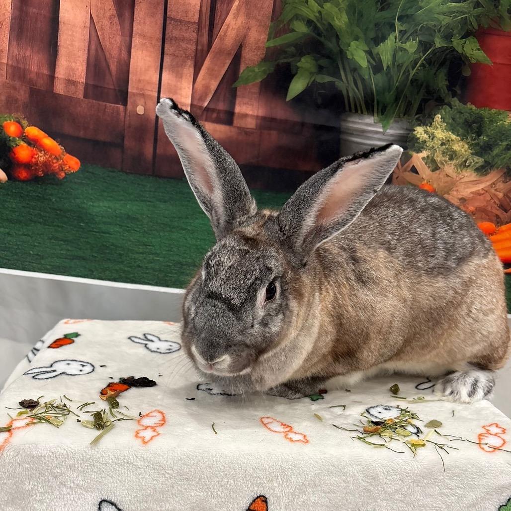 Enlarge Articuno, a Adoptable Bunny Rabbit in Puslinch, ON image 2/6
