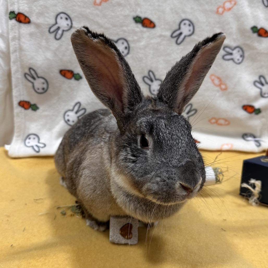 Articuno, a Adoptable Bunny Rabbit in Puslinch, ON image 2/5