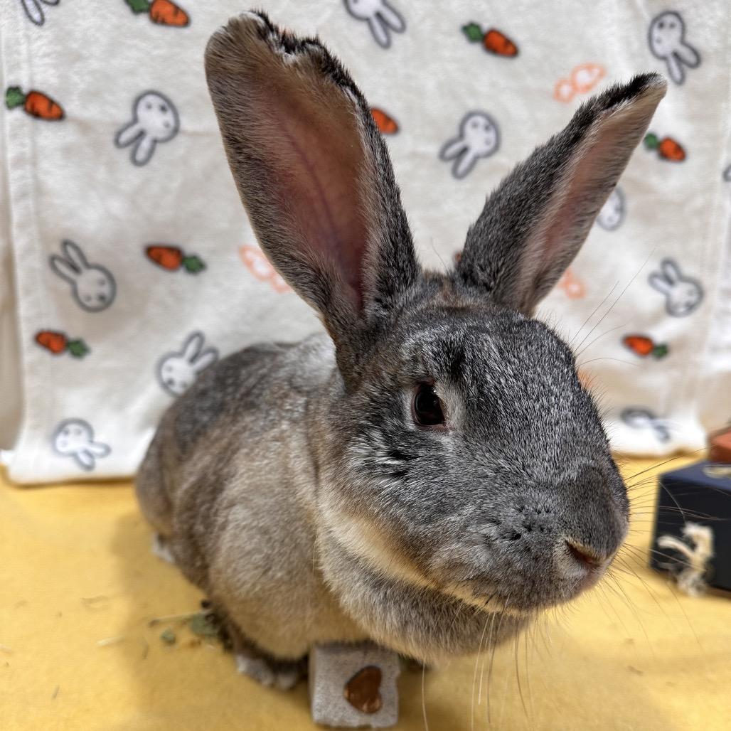 Articuno, a Adoptable Bunny Rabbit in Puslinch, ON image 3/5