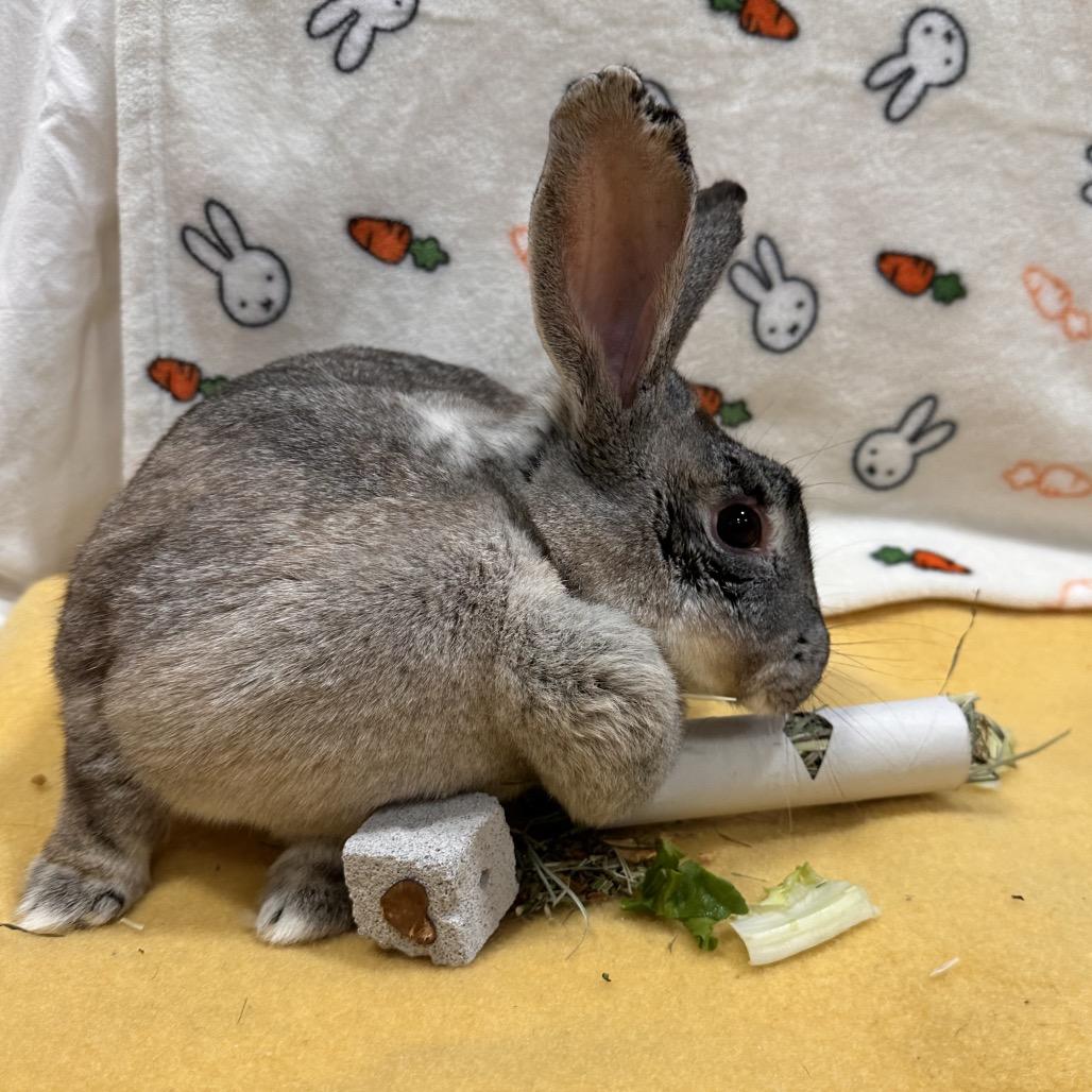 Articuno, a Adoptable Bunny Rabbit in Puslinch, ON image 5/5