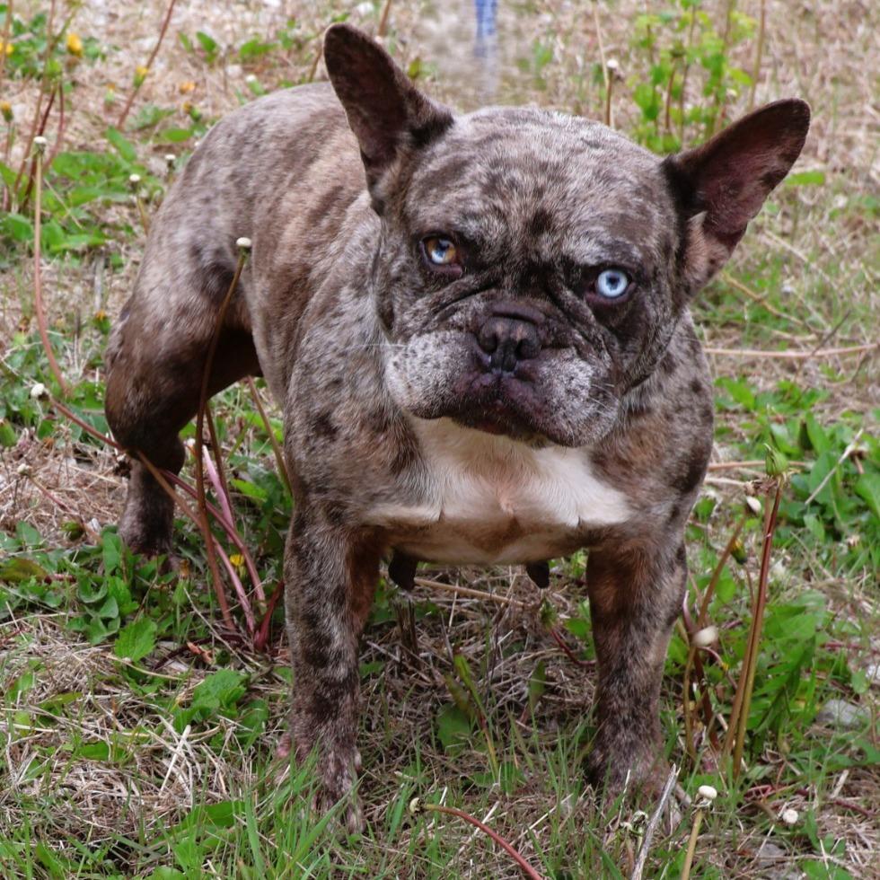 Enlarge Gemma, an adoptable French Bulldog in Zionsville, IN image 1/1