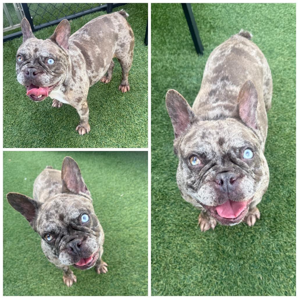 Gemma, adoptable, Adult Female French Bulldog.