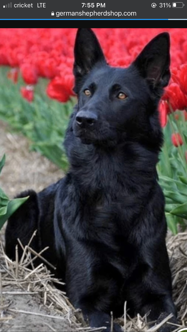 Enlarge Rocky, a Adoptable German Shepherd Dog in Haslet, TX image 1/1