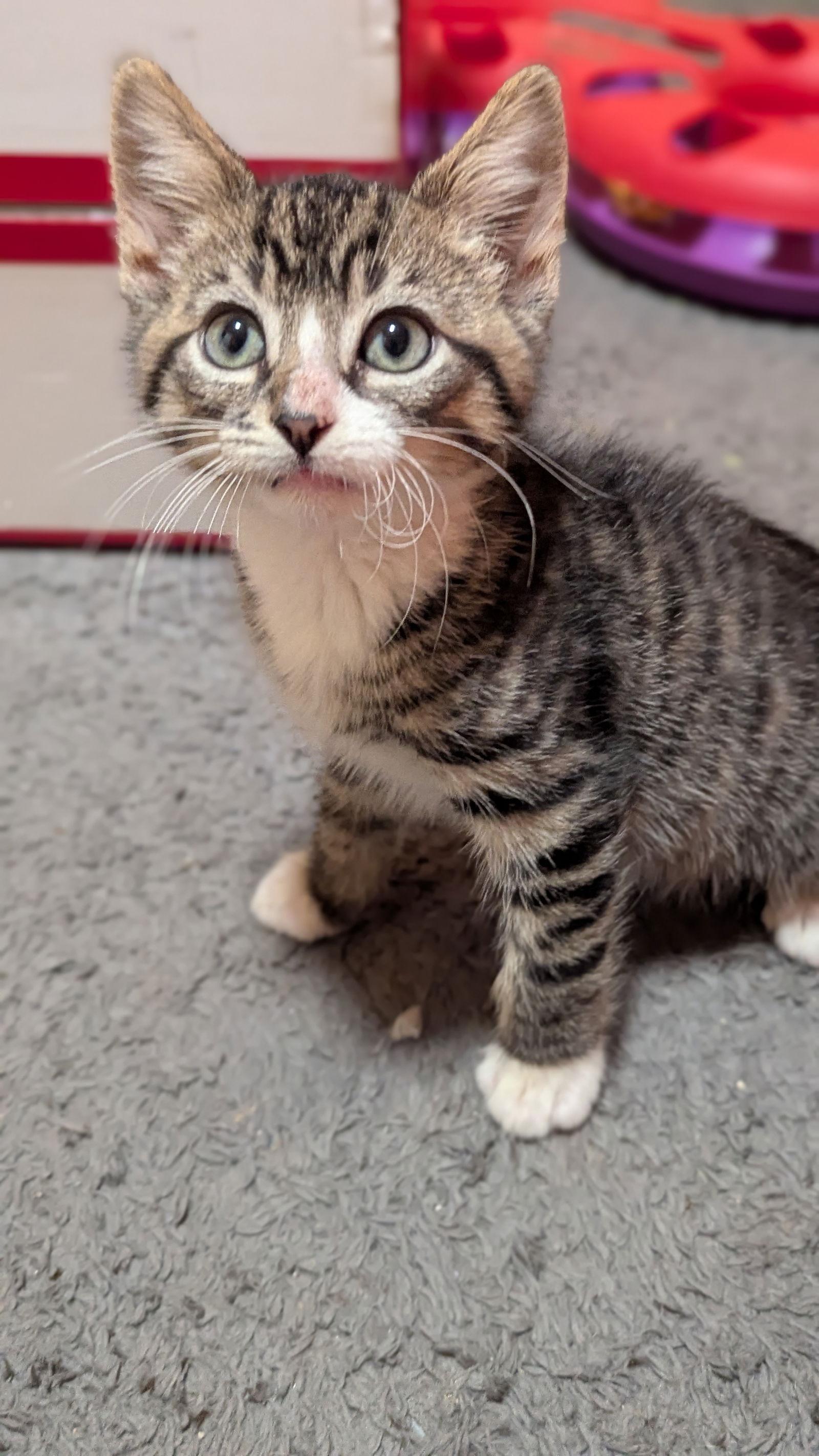 Glacier (new), Adoptable, Kitten Male Tabby.