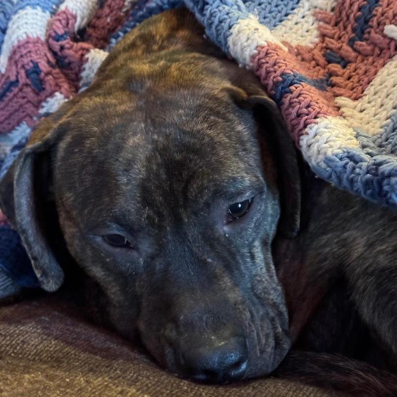 Ziggy, Adoptable, Adult Male Boxer & Mixed Breed.