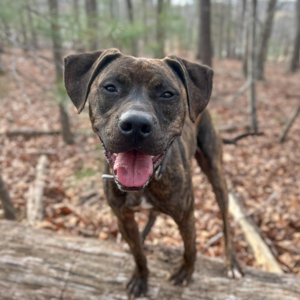 Enlarge Ziggy, a Adoptable mixed breed in Rocky Mount, VA image 2/6