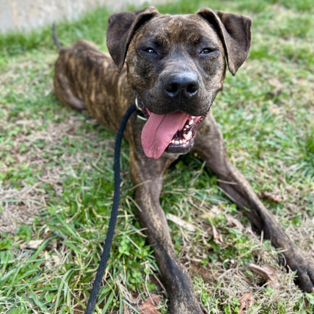 Enlarge Ziggy, a Adoptable mixed breed in Rocky Mount, VA image 2/6