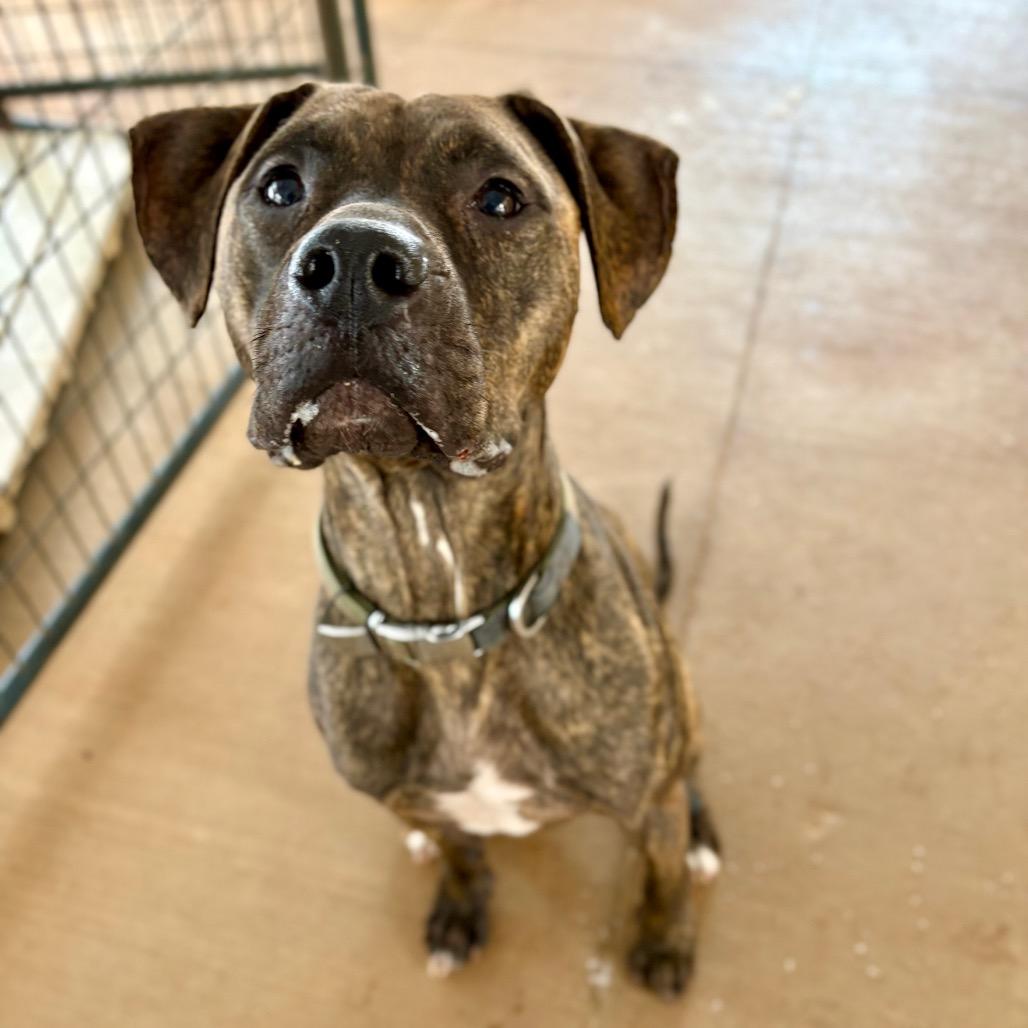 Enlarge Ziggy, a Adoptable mixed breed in Rocky Mount, VA image 3/6