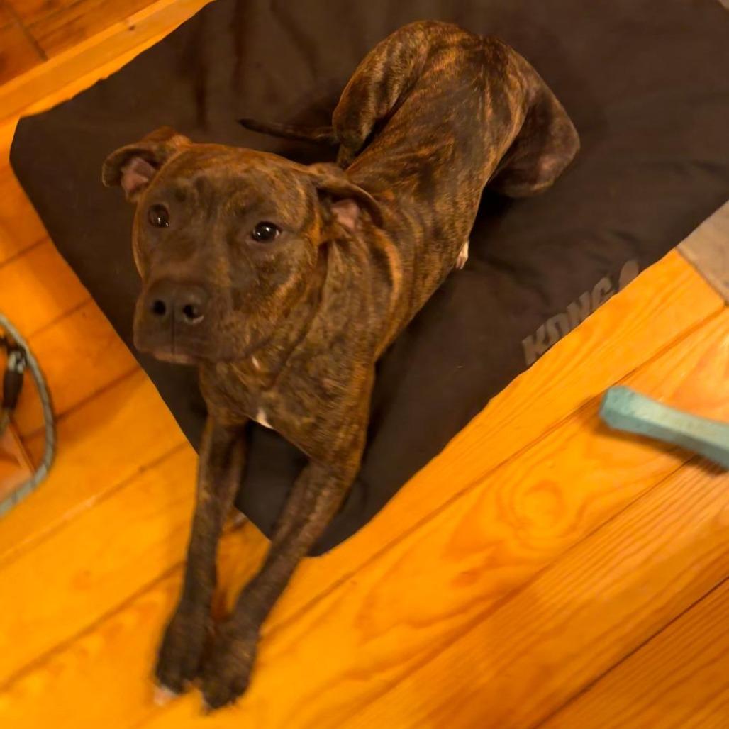 Enlarge Ziggy, a Adoptable mixed breed in Rocky Mount, VA image 4/6