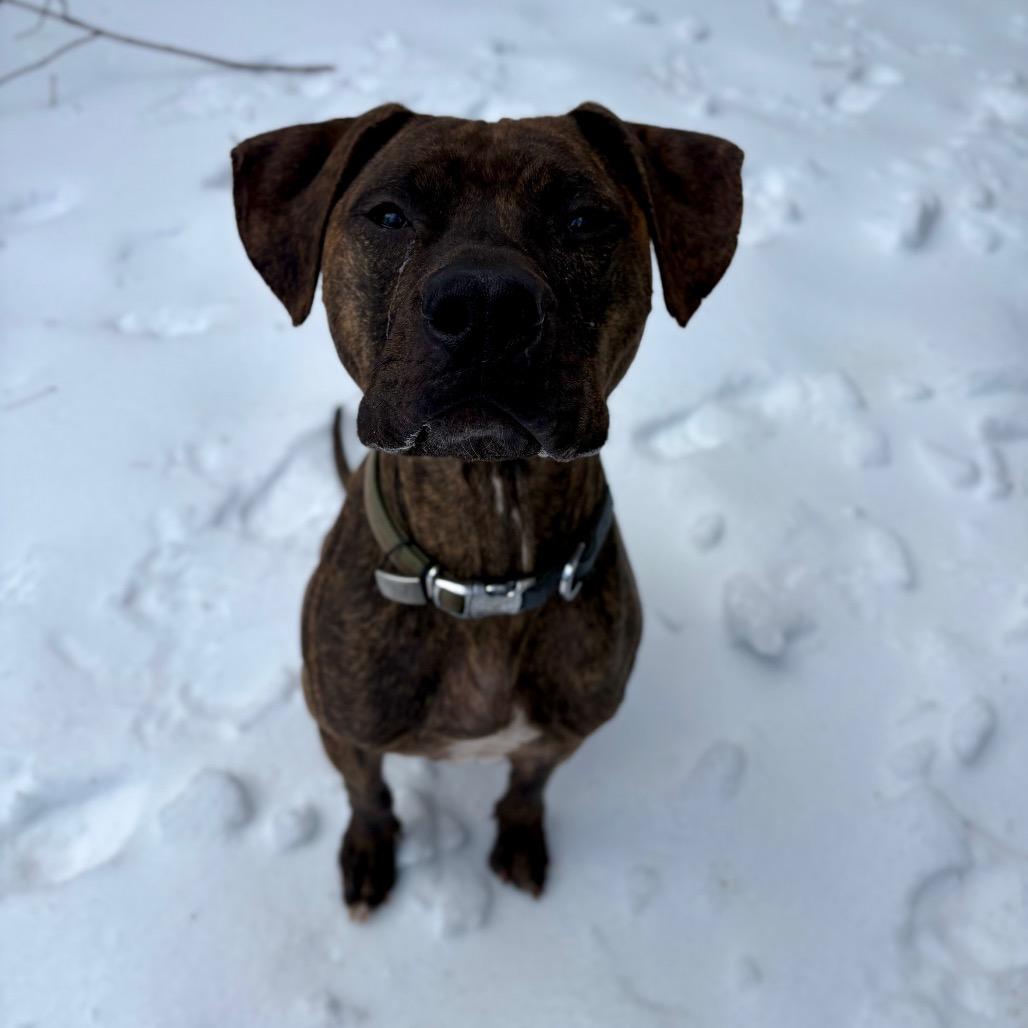 Enlarge Ziggy, a Adoptable mixed breed in Rocky Mount, VA image 5/6