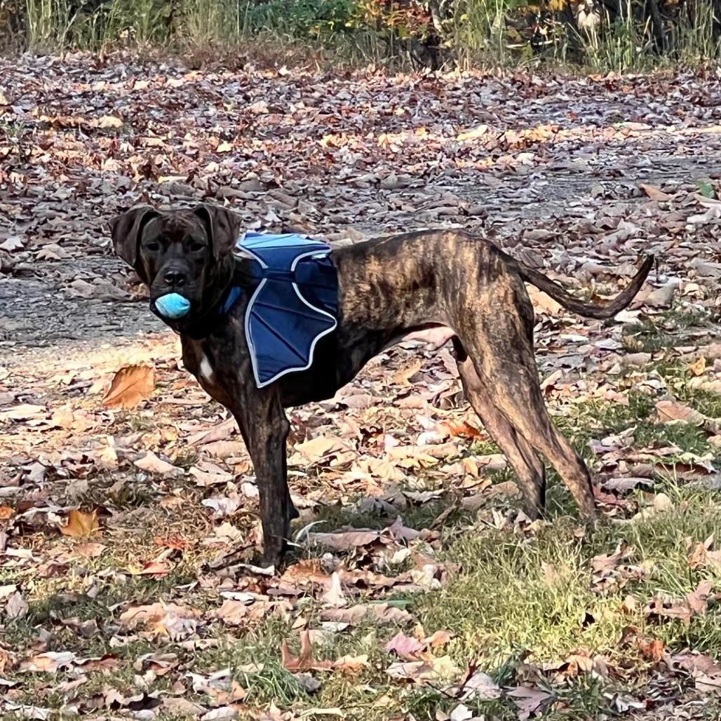 Enlarge Ziggy, a Adoptable mixed breed in Rocky Mount, VA image 6/6