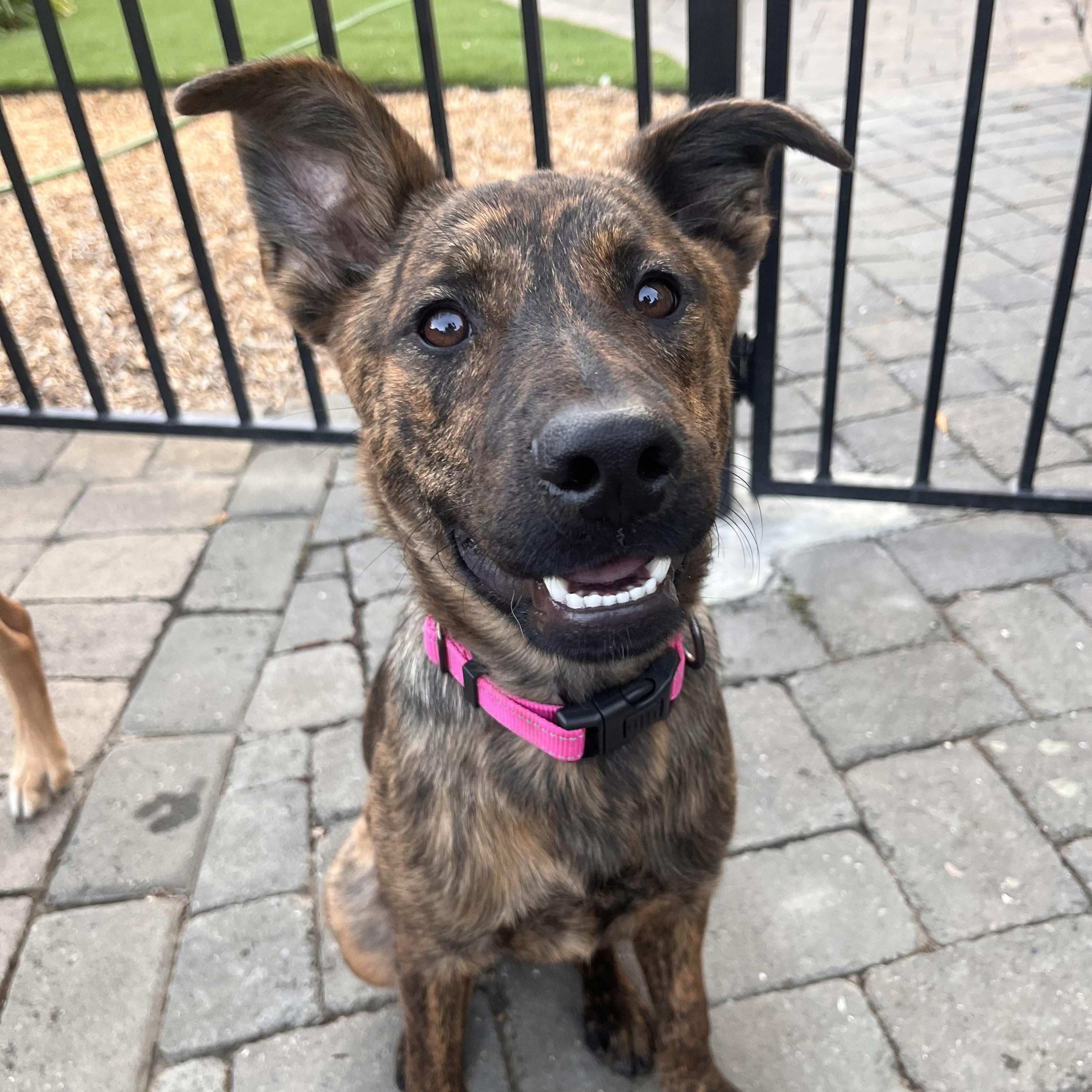 Enlarge Cubby, a Adopted mixed breed in Pleasanton, CA image 3/4