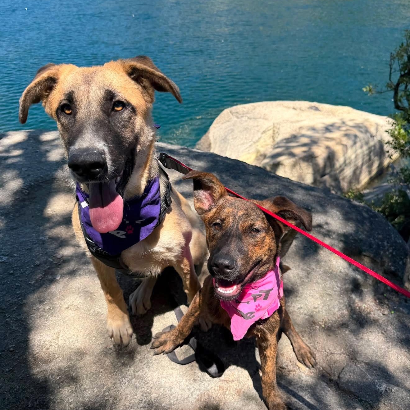 Enlarge Cubby, a Adopted mixed breed in Pleasanton, CA image 4/4