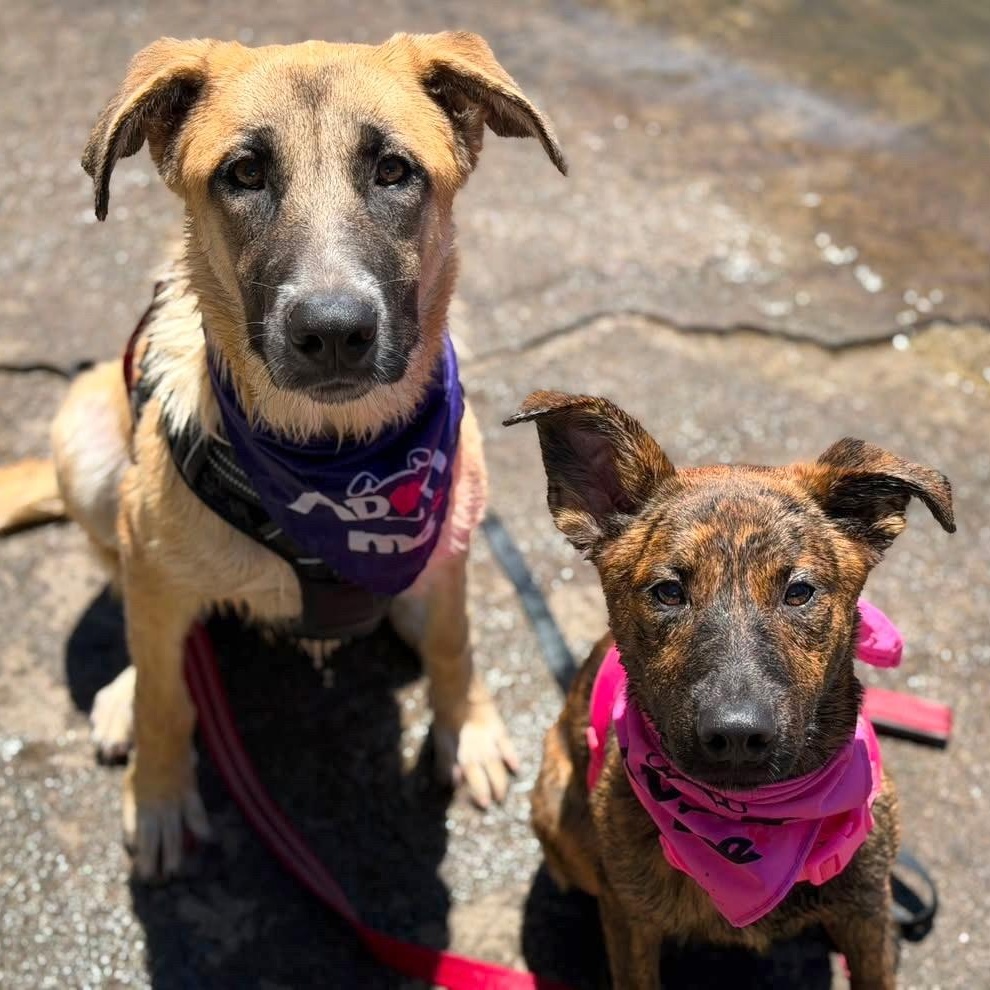 Enlarge Cubby, a Adopted mixed breed in Pleasanton, CA image 2/4