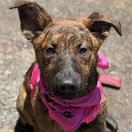 Cubby, Adopted, Puppy Female Dutch Shepherd.