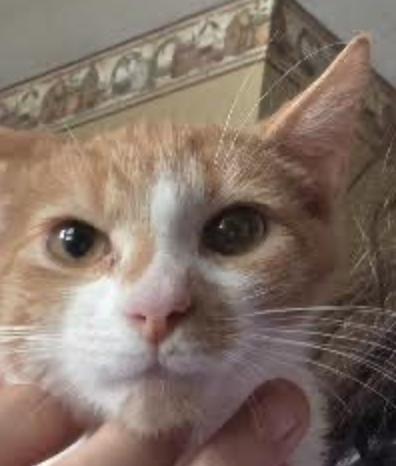 Nickole, an adopted Domestic Short Hair in Cincinnati, OH image 2/3