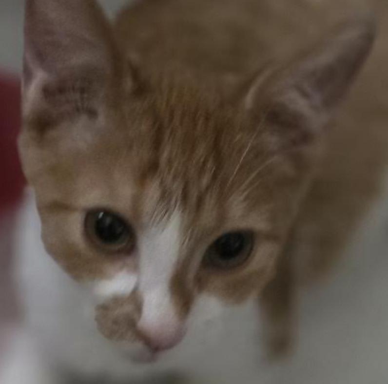 Nickole, adopted, Kitten Female Domestic Short Hair.