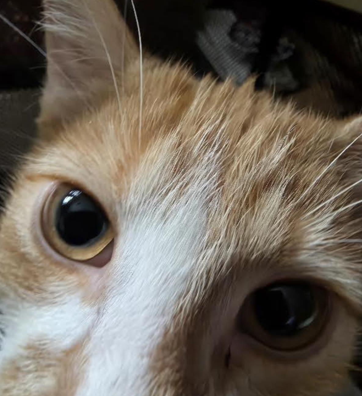 Nickole, an adopted Domestic Short Hair in Cincinnati, OH image 3/3