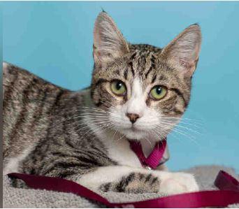 Enlarge MAX, a Adoptable Domestic Short Hair in Pasadena, CA image 1/1