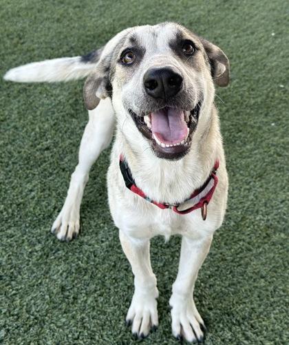 Sprunky Crystal, Adoptable, Adult Female Cattle Dog & Pit Bull Terrier.