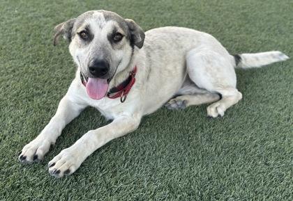 Enlarge Sprunky Crystal, a Adoptable mixed breed in Fresno, CA image 2/3