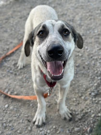 Enlarge Sprunky Crystal, a Adoptable mixed breed in Fresno, CA image 3/3