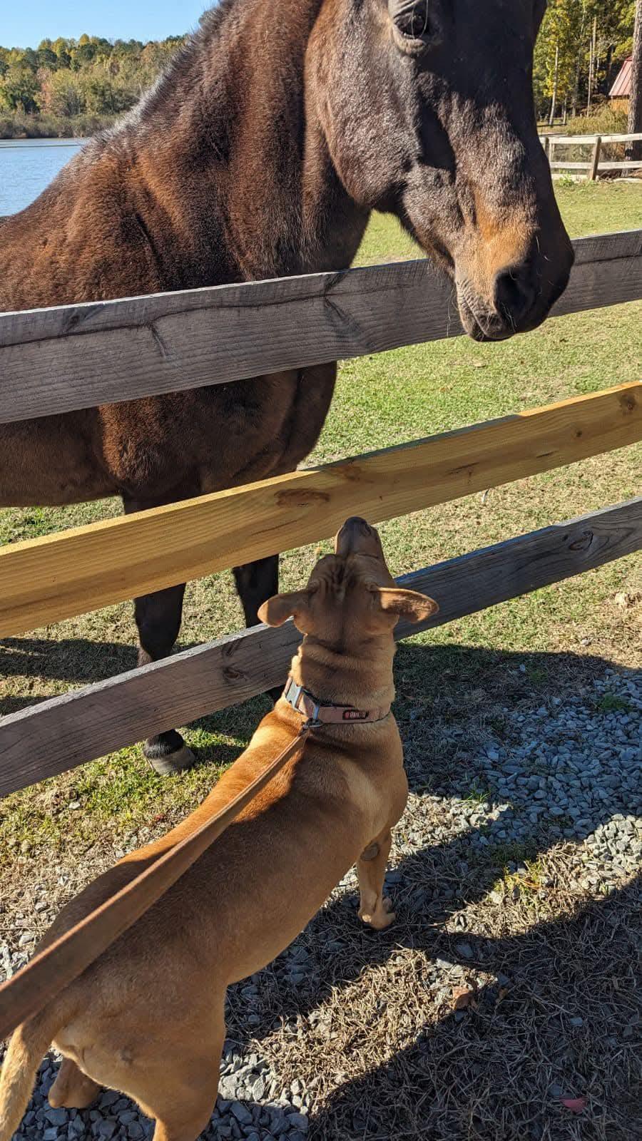 Enlarge Kio, a Adoptable mixed breed in Benson, NC image 1/6