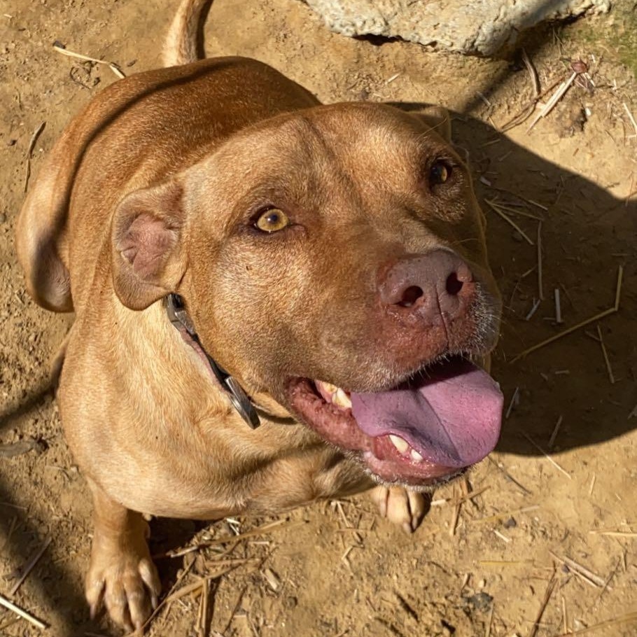 Enlarge Kio, a Adoptable mixed breed in Benson, NC image 2/6