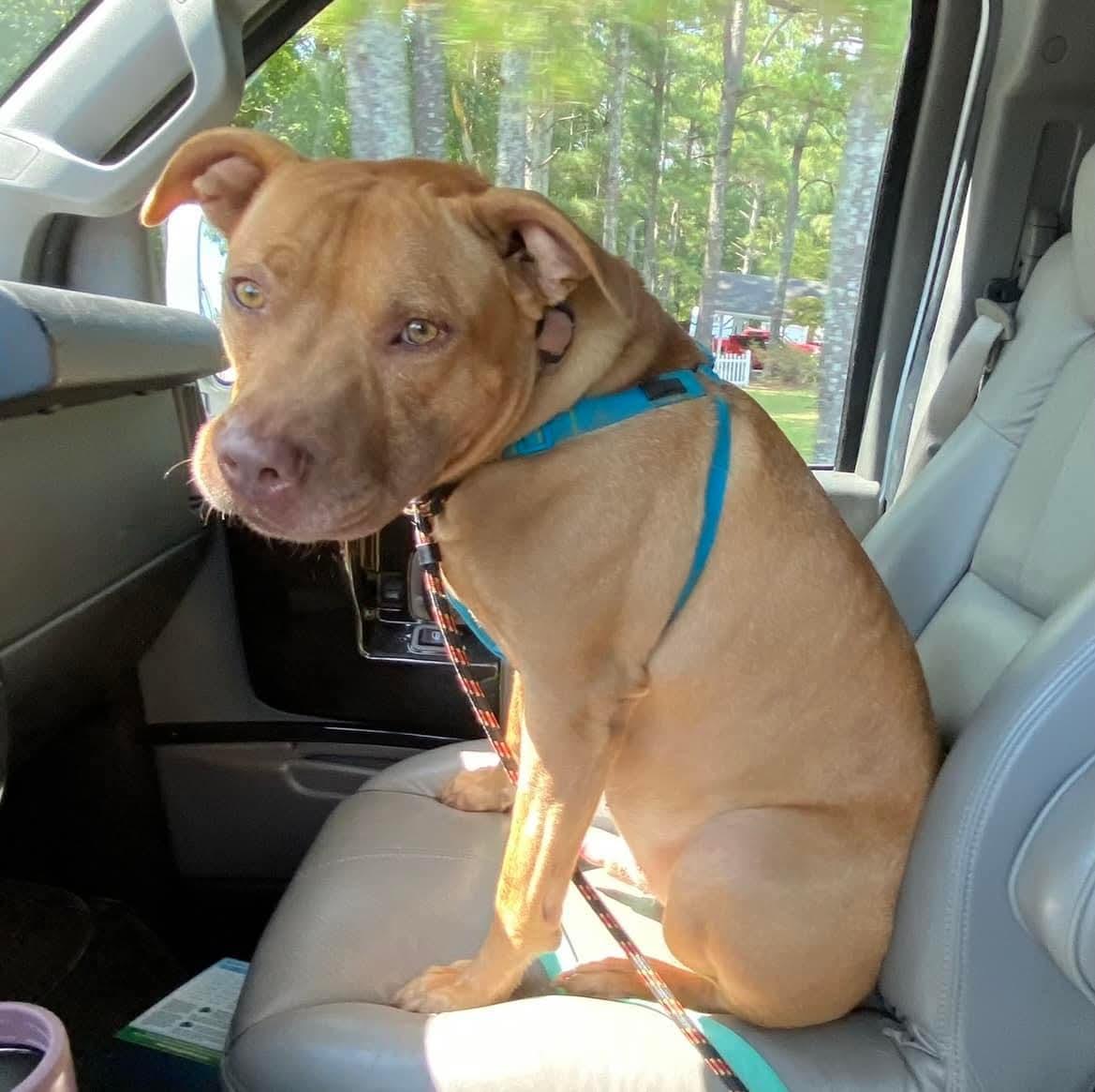 Enlarge Kio, a Adoptable mixed breed in Benson, NC image 3/6