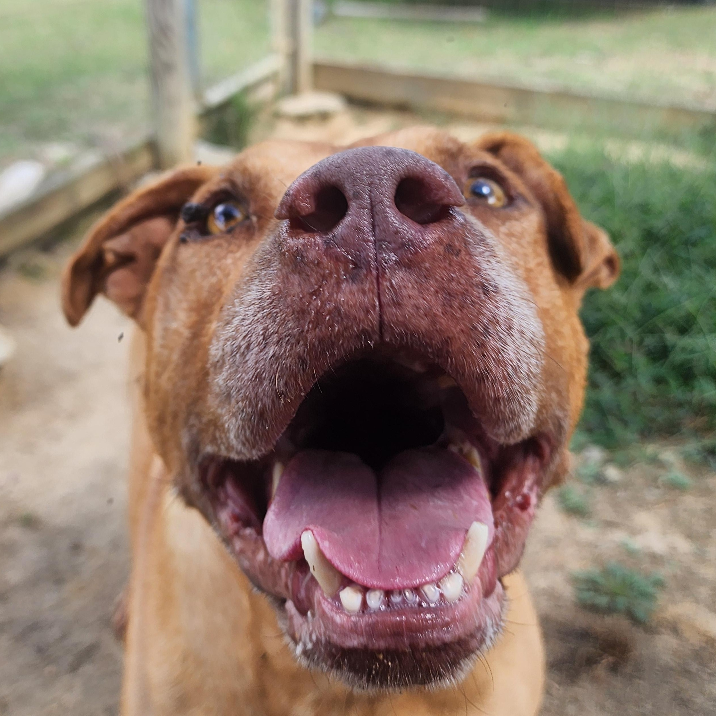 Enlarge Kio, a Adoptable mixed breed in Benson, NC image 4/6