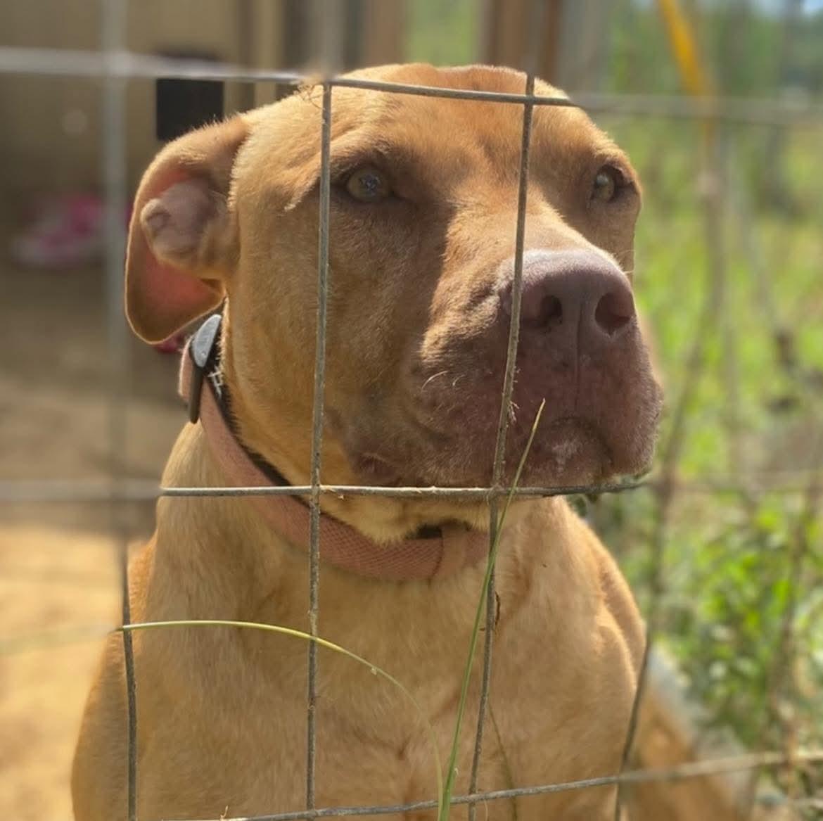 Enlarge Kio, a Adoptable mixed breed in Benson, NC image 5/6