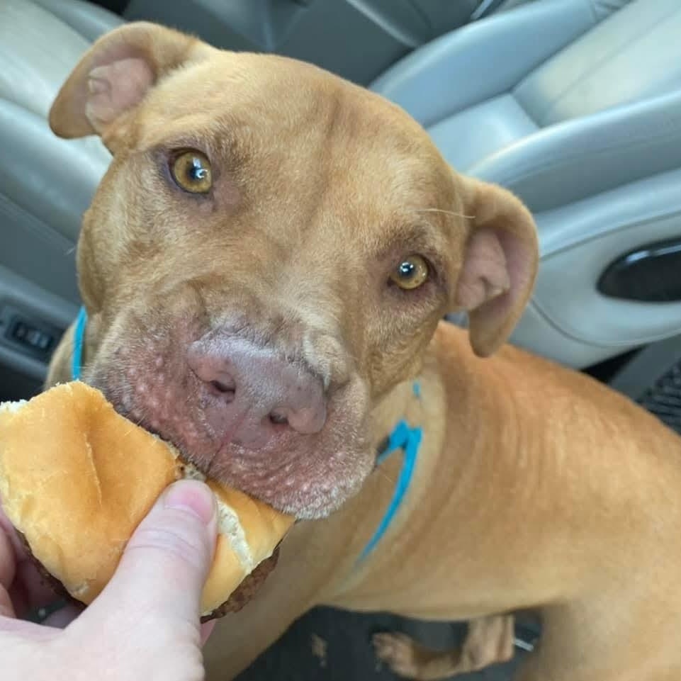 Enlarge Kio, a Adoptable mixed breed in Benson, NC image 6/6