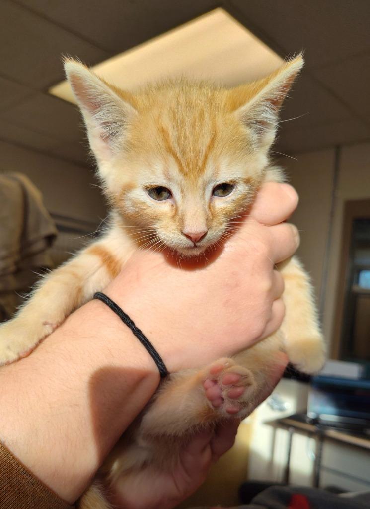 Christian Louboutin, Adoptable, Kitten Male Domestic Short Hair.