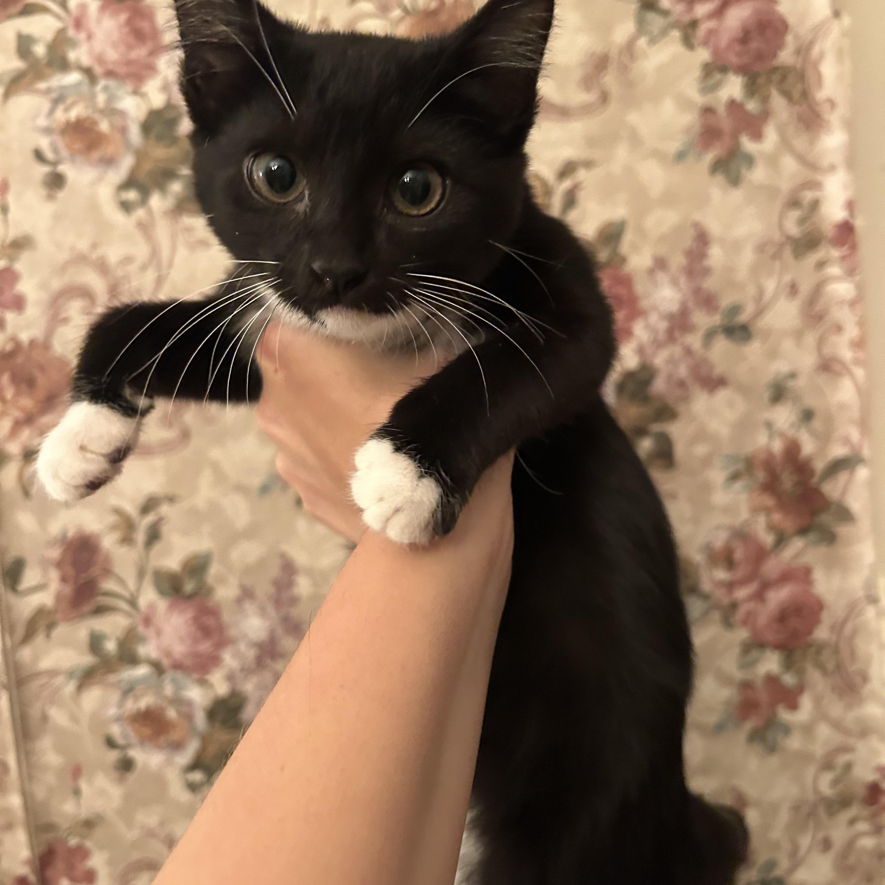 Windy , a Adoptable mixed breed in Fort Oglethorpe, GA image 4/6