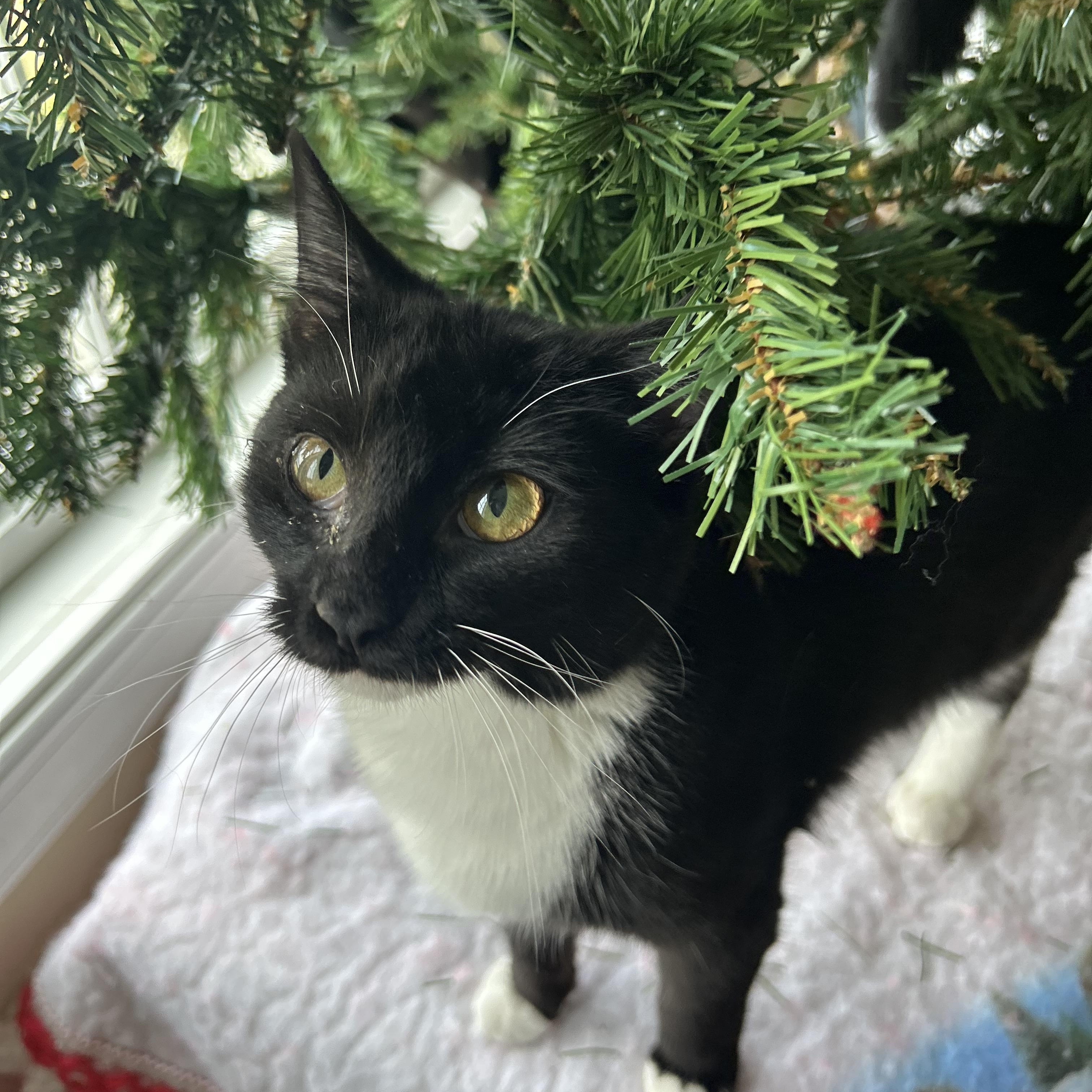 Windy , a Adoptable mixed breed in Fort Oglethorpe, GA image 2/6