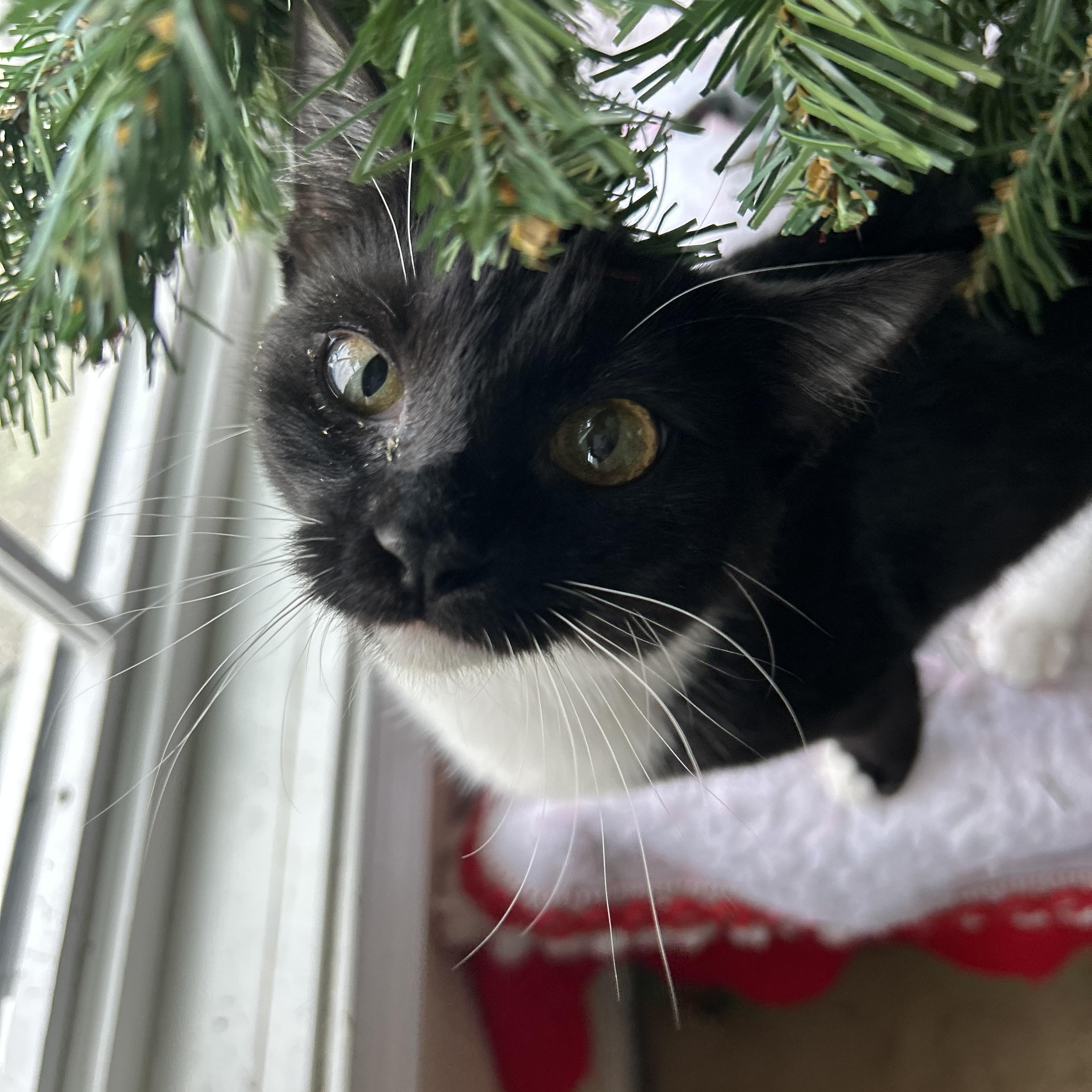 Windy , a Adoptable mixed breed in Fort Oglethorpe, GA image 5/6