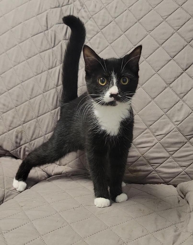 ZIPPY, Adoptable, Kitten Female Domestic Short Hair.