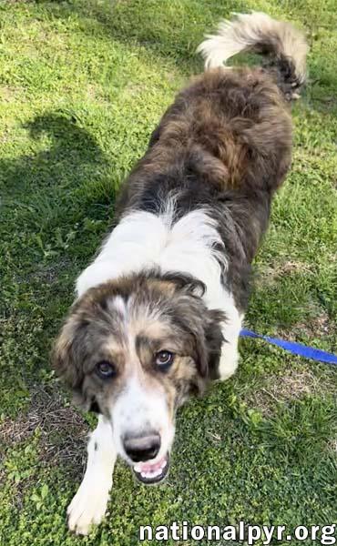 Fozzy in TN - Loves to Snuggle!