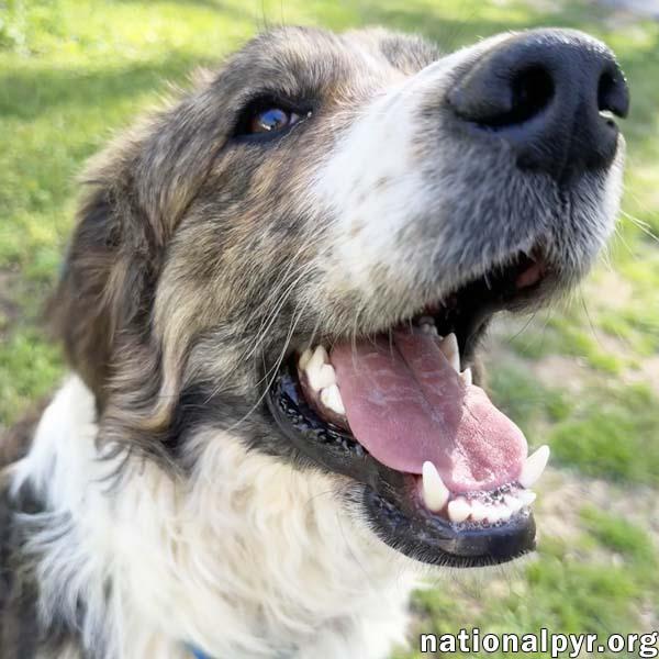 Fozzy in TN - Loves to Snuggle!