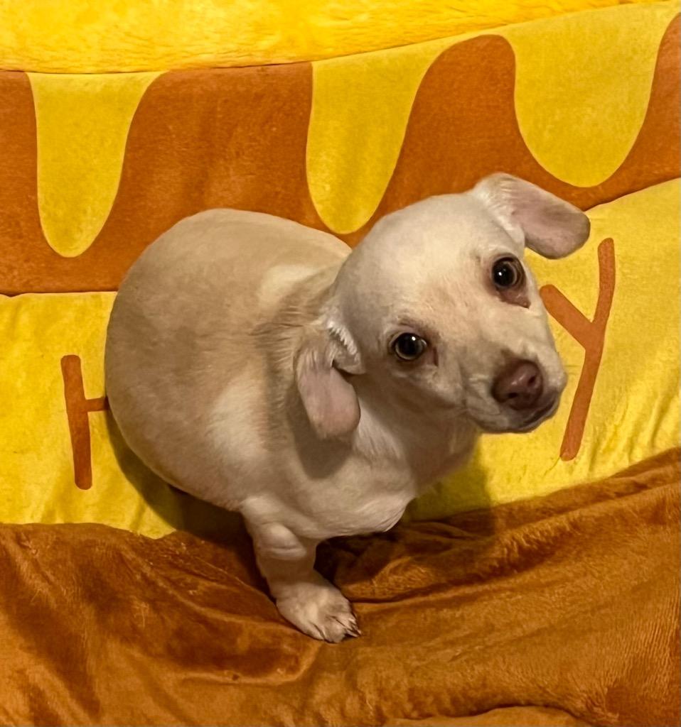 Birdie, Adoptable, Puppy Female Chihuahua.