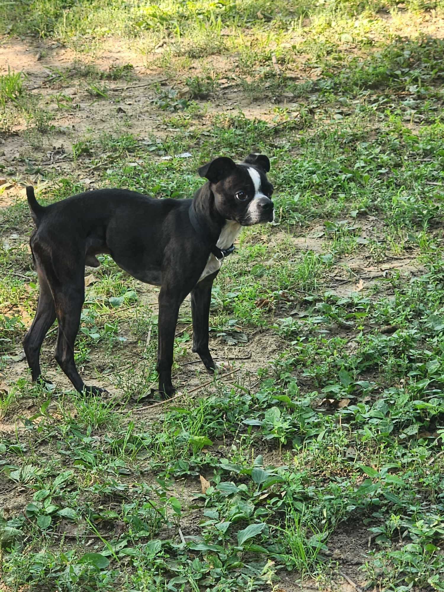 Kenji, a Adoptable mixed breed in Hazelwood, MO image 6/8