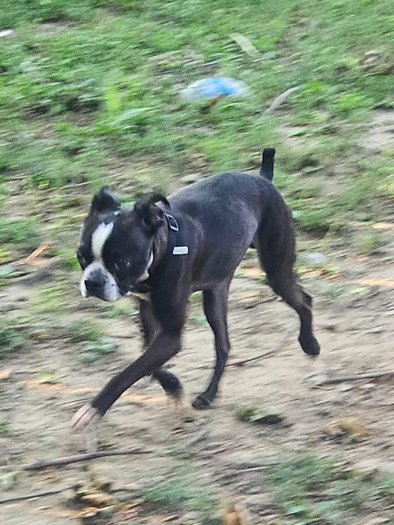 Enlarge Kenji, a Adoptable mixed breed in Hazelwood, MO image 7/8