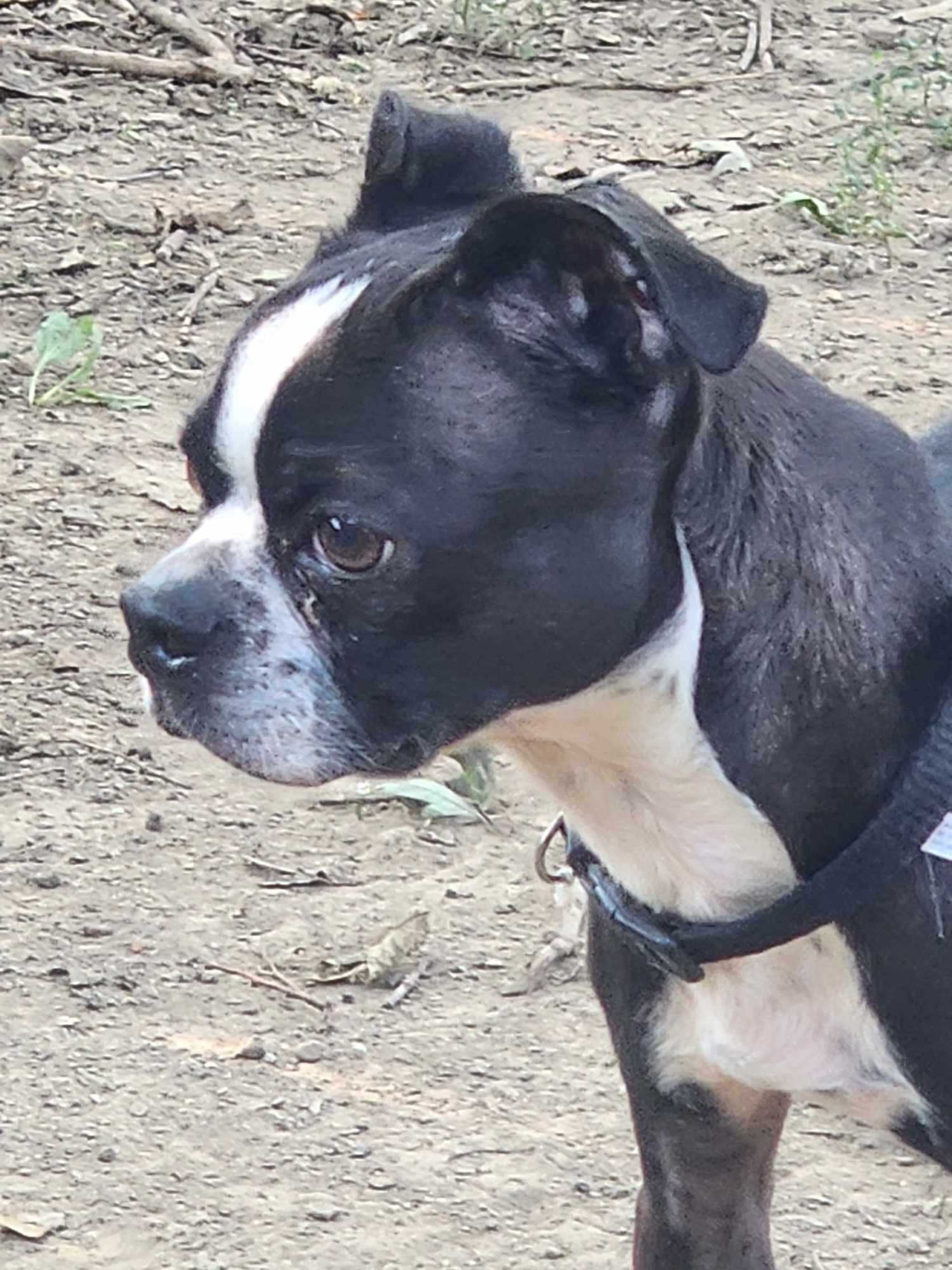 Kenji, Adoptable, Young Male Boston Terrier & Boxer.