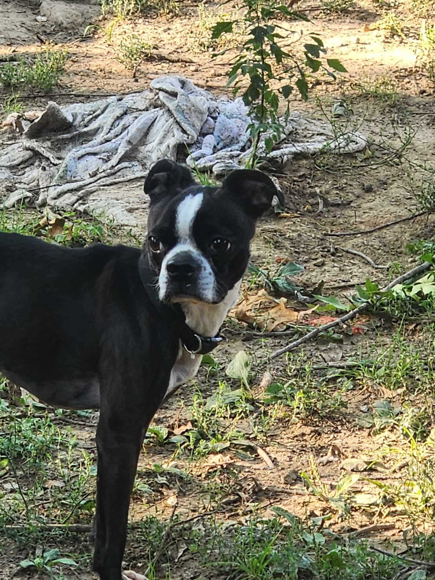 Enlarge Kenji, a Adoptable mixed breed in Hazelwood, MO image 8/8