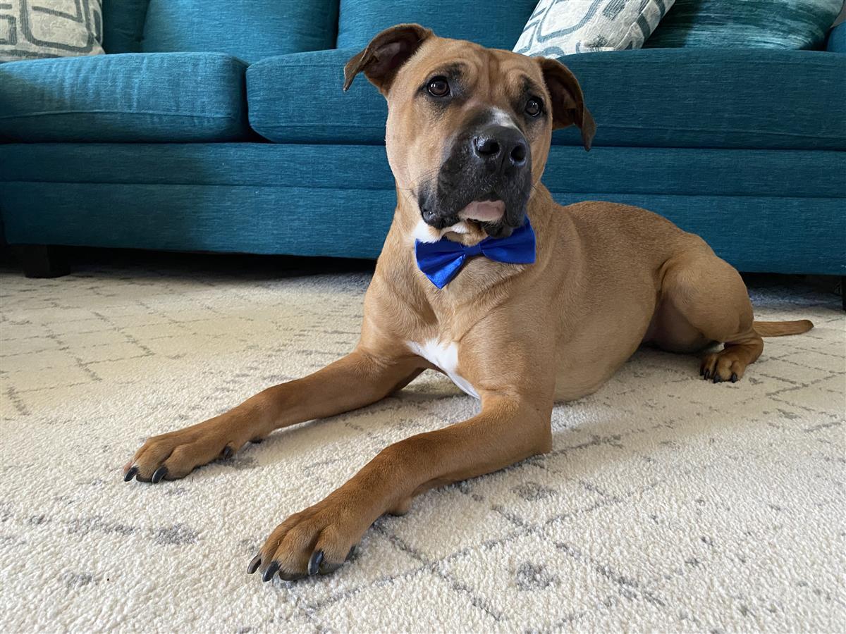 Marshall, Adopted, Adult Male Pit Bull Terrier & Mixed Breed.